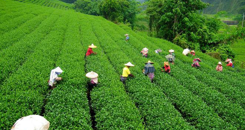 Darjeeling Tour Packages