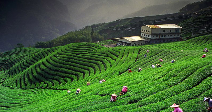 Darjeeling Tour Packages